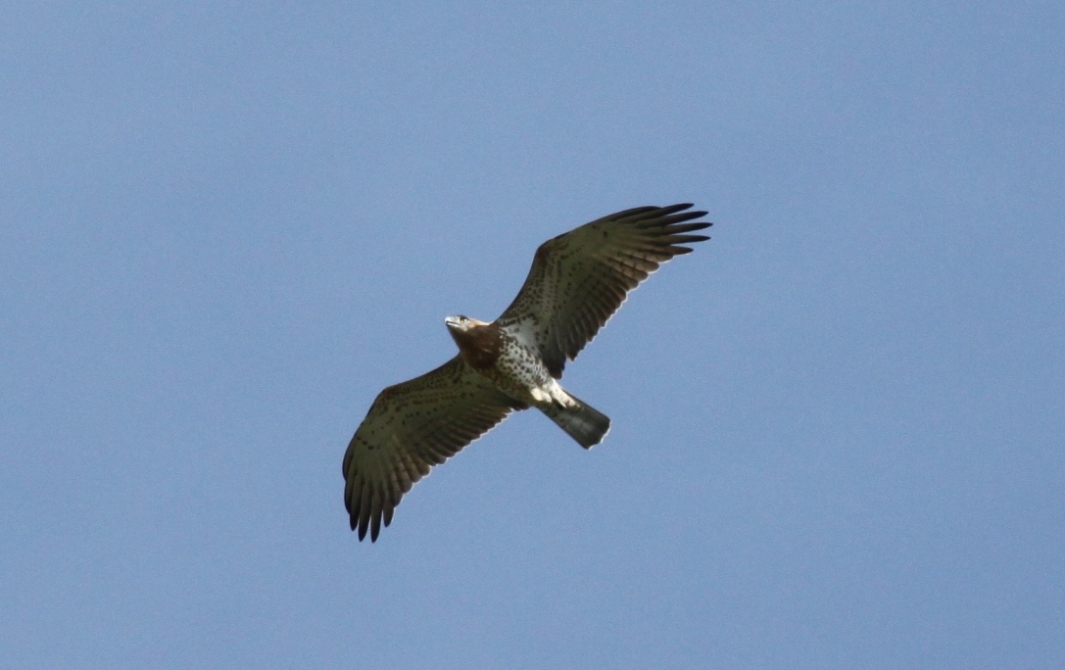 Bianconi - Circaetus gallicus